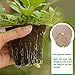 Comfecto 100 Pcs Biodegradable Peat Pots for Seedlings, 3 Inch Round Easy Transplant Seed Planter with Label Markers, 4 Drain Holes to Prevent Root Shock