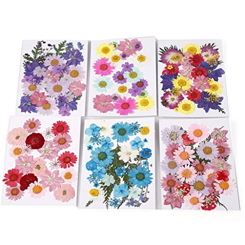 Flores prensadas secas naturales multicolor 30 piezas miniatura 6