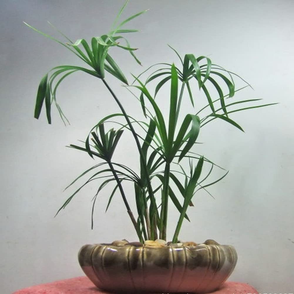 Haloppe 30 Unids Cyperus Alternifolius Flores Plantas Semillas para la Plantación de Jardín en el Hogar, Cyperus Alternifolius Semillas Planta de Agua Semi-acuática Estanque Jardín Decoración Se