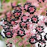 50 Gr Angélique en arbre du Japon 'Aralia elata' Japanese angelica-tree seeds