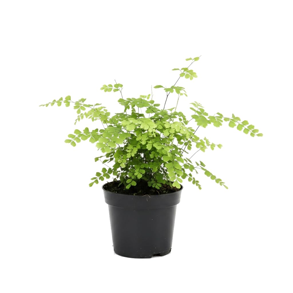 DECOALIVE Adiantum Raddianum Fragrans con Culantrillo Planta Natural de 50 cm en Maceta de 17 cm para Hogar y Oficina