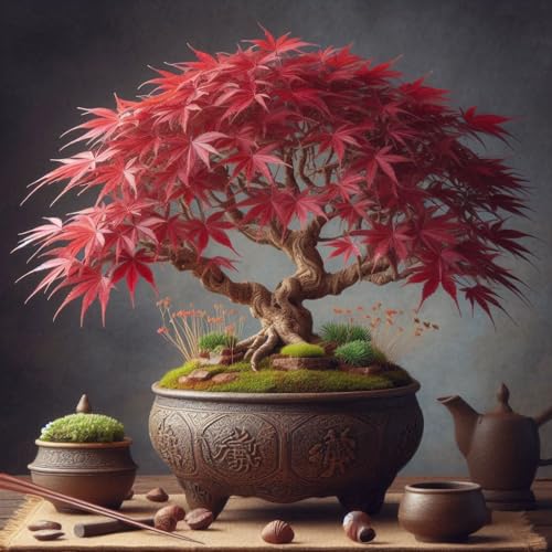 Image of Dwarf Redleaf Maple Tree Seeds - 50+ Seeds - Grow Indoor & Outdoor - All Seasons - Japan and Korea Origin