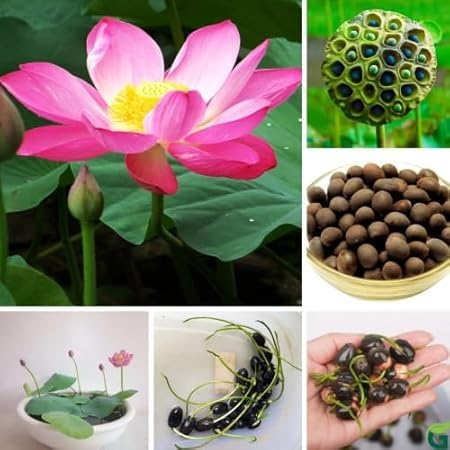RootNrise Lotus Flower Seeds, Mixed Colours, 30 Seeds with Bowl