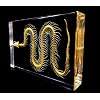 Real Snake Skeleton Specimen in Acrylic Block Paperweights Science Classroom Specimens for Science Education
