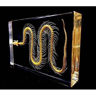 Real Snake Skeleton Specimen in Acrylic Block Paperweights Science Classroom Specimens for Science Education