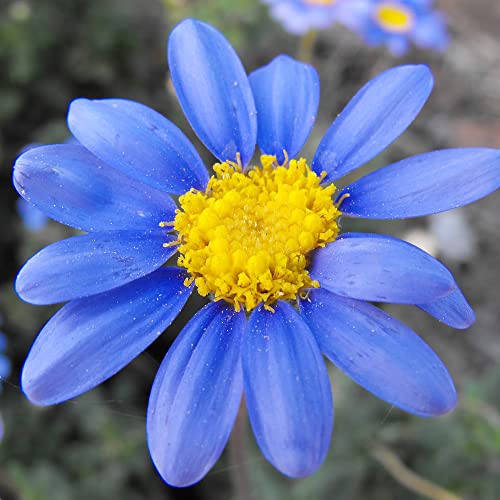 Blue Daisy Seeds Felicia Amelloides Perennial Drought Tolerant Showy Attract Butterflies Low Maintenance Bed Border Edging Patio Container Outdoor 50Pcs Flower Seesd By Yegaol Garden #TOP3