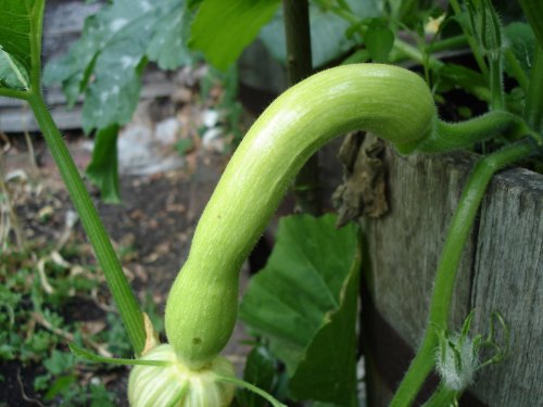 30 Trombocino Squash Seeds(Italian Heirloom Vining Zuchinni) by Stonysoil Seed Company