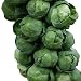 Homegrown Brussel Sprouts Seeds, 300 Seeds, Long Island Improved