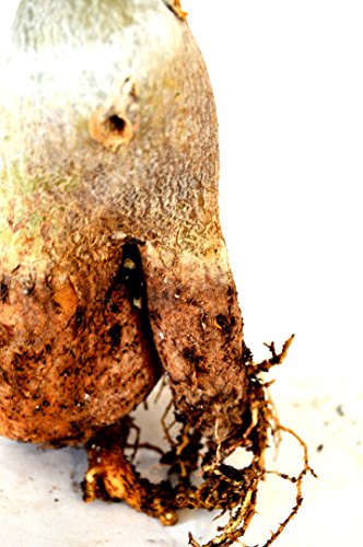 Adenium Bonsai - Pink & Red - Image 3