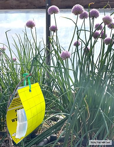 Yellow Sticky Aphid Whitefly Trap Pack Of 15 #TOP2
