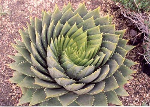 アロエポリフィラ アロエ ポリフィラ / Aloe polyphylla #1 | Ducks ( plants. )