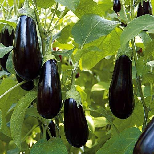 The Entacloo_™ American Brinjal F1 Hybrid Variety Vegetable Seeds_Y1003(40per packet) (B0B6R8SLRP) Amazon Price History, Amazon Price Tracker