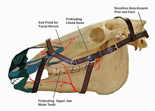 Bello-Equine Pressure Relief Comfort Ergonomic Horse Bridle Havana Brown | Ergonomic | Comfortable | Durable (Bridle, Full/Horse)