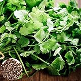 200Pcs Semillas de cilantro Vitaminas comestibles Fácil de cultivar Semillas de cilantro para plantas al aire libre Verde