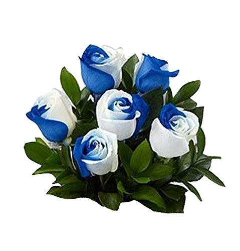 Futaba White and Blue Rose Seeds - 50 Pcs-image-36