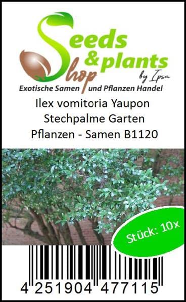 Stk - 10x Ilex vomitoria Yaupon Stechpalme Garten Pflanzen - Samen B1120 - Seeds Plants Shop Samenbank Pfullingen Patrik Ipsa - Image 4