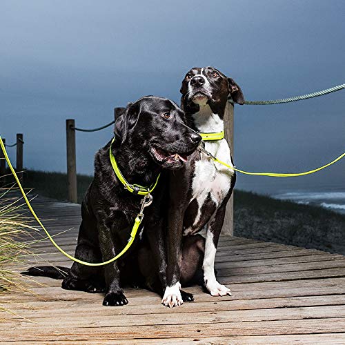 Amazon.co.jp: 犬の首輪 レザードッグカラー、プレミアムドッグカラー