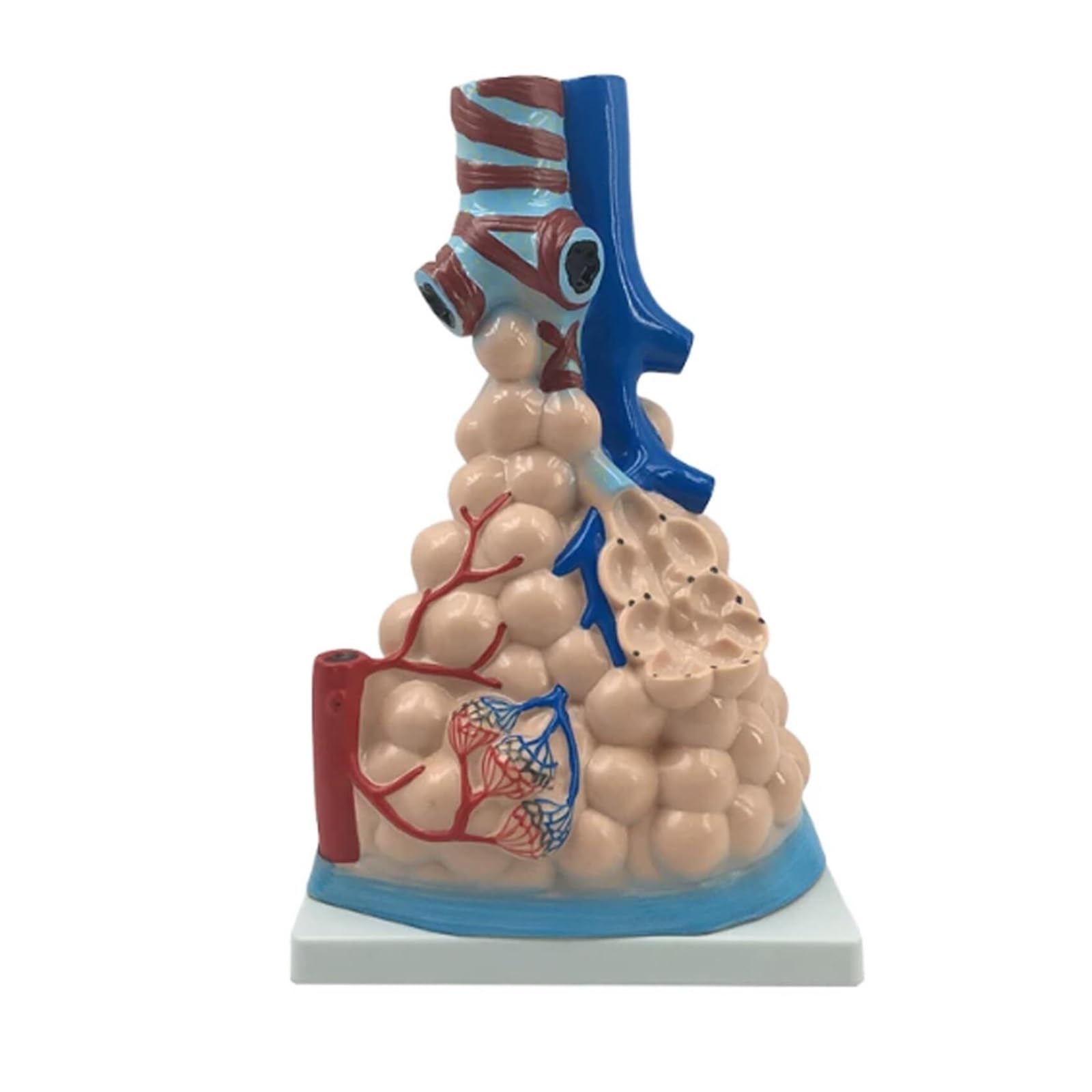 Modelo de anatomía alveolar humana con base de soporte para clases de fisiología