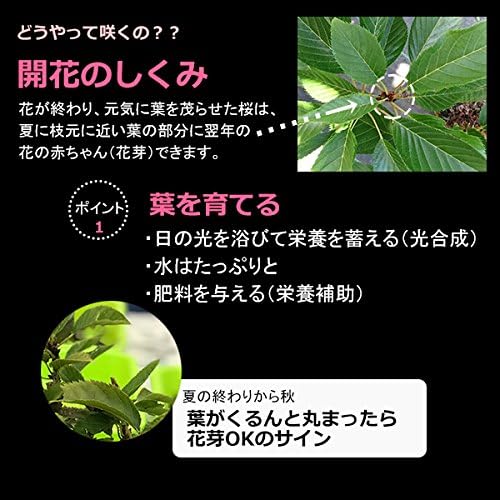 【秋から冬は落葉します】桜・・・そう聞くだけで心和む景色を貴方のもとへ【桜（旭山桜）の苔玉・くらま器・敷石セット】 【通夜】 (敷石の色（白色