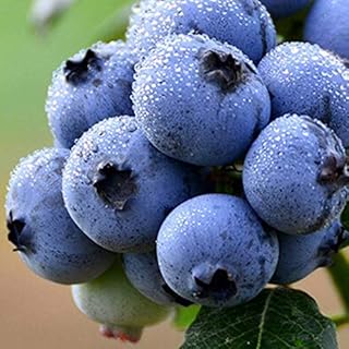 300 Pcs Blueberry Seeds? Blueberry Fruit Seeds Bonsai?Garden Balcony/Terrace Perennial Outdoor Plant Seeds? Fruits Bonsai Garden Ornamental Plant Flower Bonsai