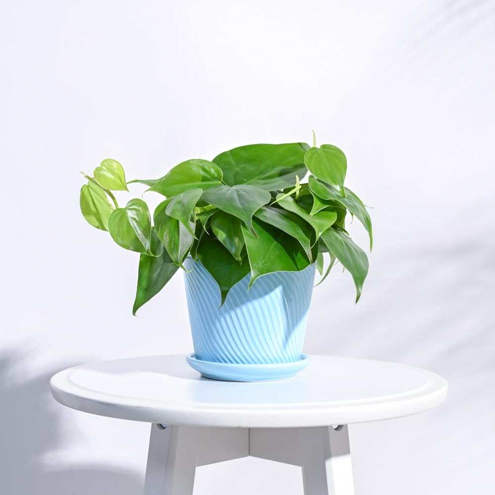 See full amazon price history chart for UGAOO Spiro Ceramic Pot for Indoor Plants (4 Inch, Sky Blue) UGAOO Spiro Ceramic Pot for Indoor Plants (4 Inch, Sky Blue) (B0C23D2CTJ) Amazon Price History, Amazon Price Tracker
