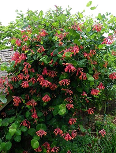 Coral Honeysuckle | 3 Live Plants | Lonicera Sempervirens | Hummingbird & Butterfly Attracting Vine Flower