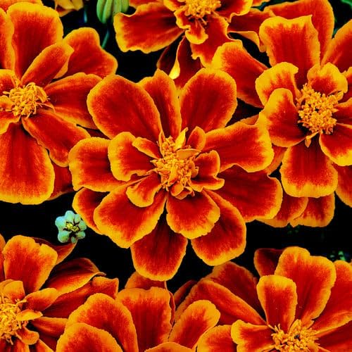 Plant World Seeds - Marigold 'Durango Flame' Seeds (Annual Flower Seeds)