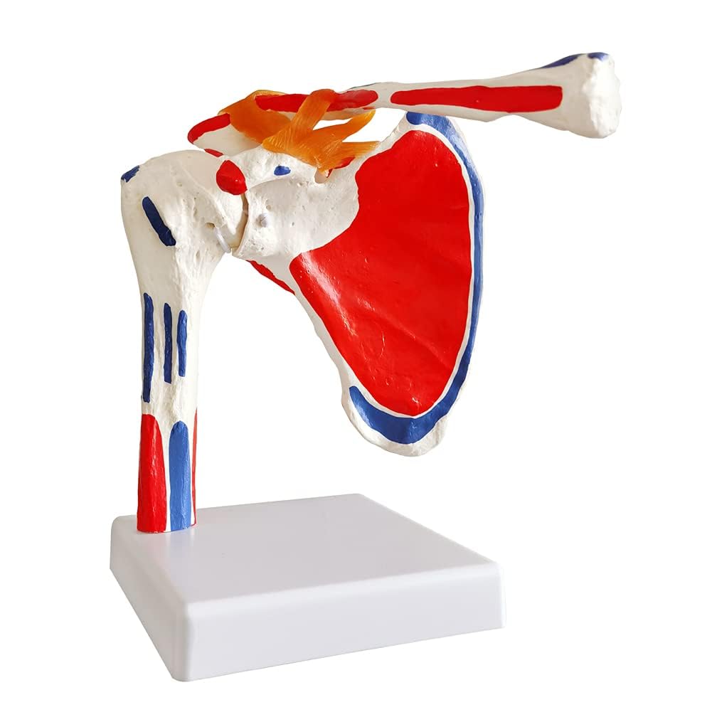 EVOTECH SCIENTIFIC Modelo de articulación del hombro de anatomía médica, colorido, réplica de la articulación del hombro Norma para consultorios médicos, material didáctico para la enseñanza médica