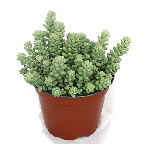 Exotenherz Sedum morganianum burritum - Affenschaukel - 12cm Topf