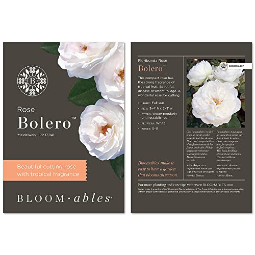 2 Gallon Bloomables Rose Bolero #TOP4