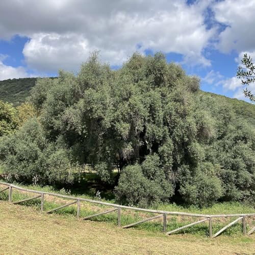 S'Ozzastru and the Ancient Olive Trees of Sardinia