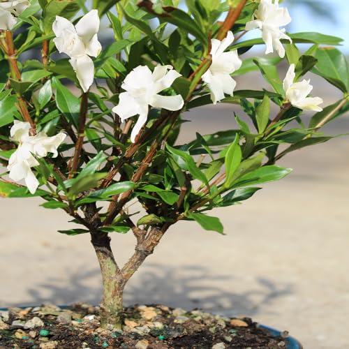 Brussel'S Bonsai DT0107GT10 Live Gardenia Bonsai Tree, Outdoor Live Bonsai Tree thumb #2