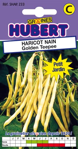 50 Graines de Haricot nain Golden Teepee - Format Petit Jardin
