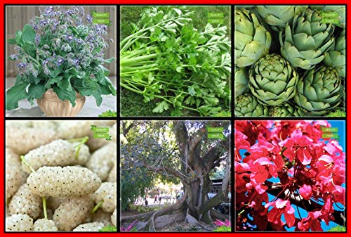 Creative Farmer Fruit Seeds Combo Herb Seeds and Flower Seeds : Zinnia Elegance, Capsicum Orange, Capsicum Red, White Mulberry, Ficus Infectoria, Cassia Javanica and Others -3 Packs
