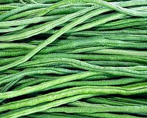 Asparagus Bean Seeds-Bacello- Yard long beans - top-notch red-seeded strain!!!(300 - Seeds)