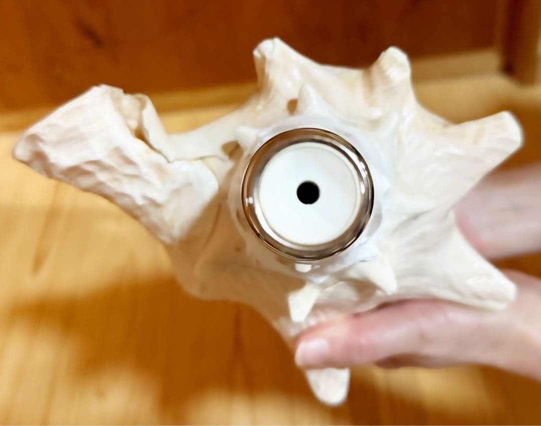 Amazon.co.jp: 希少古代特大肉厚桃色法螺貝 （ ク貝）法螺貝 ほら貝