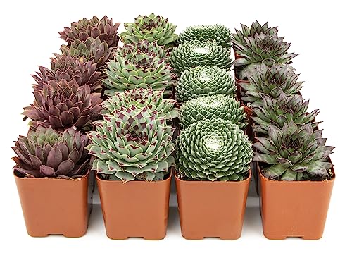 Succulent Plants | 20 Sempervivum Succulents | Rooted in Planter Pots with Soil | Real Live Indoor Plants | Gifts or Room Decor by Plants for Pets