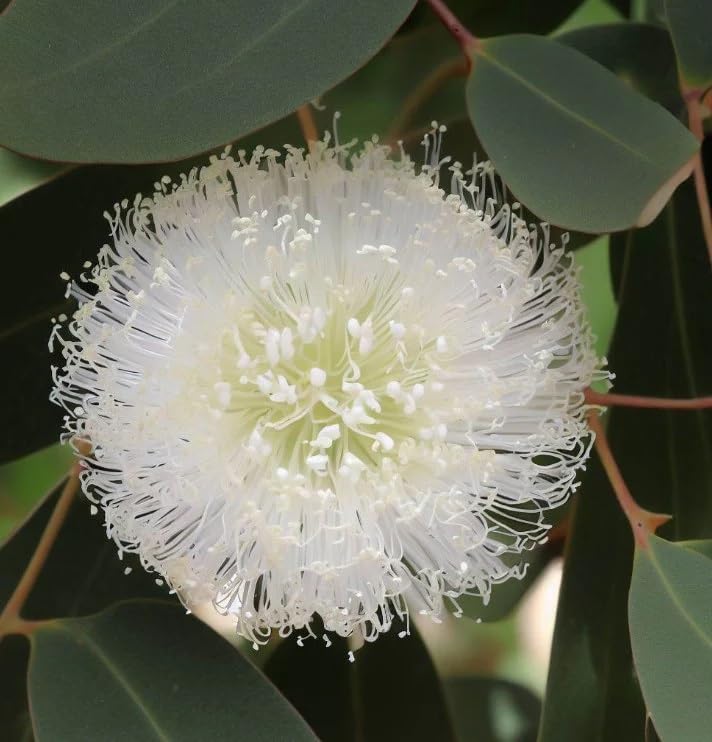 Eucalyptus grandis (Rose Gum, Flooded Gum, Grand Eucalyptus) Tree Seeds, Impressive Size, Attractive Apearance, and Commercial Value, Seeds by MySeeds.Co, You Choose The Amount (1 oz)