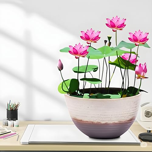 Organic Lotus Seeds for Planting in Water Pots, Indoor Balcony Water Garden Seeds for Pond, Aquarium or Outdoor Tub Cultivation, Easy-Grow Water Plant Seeds, pack of 100