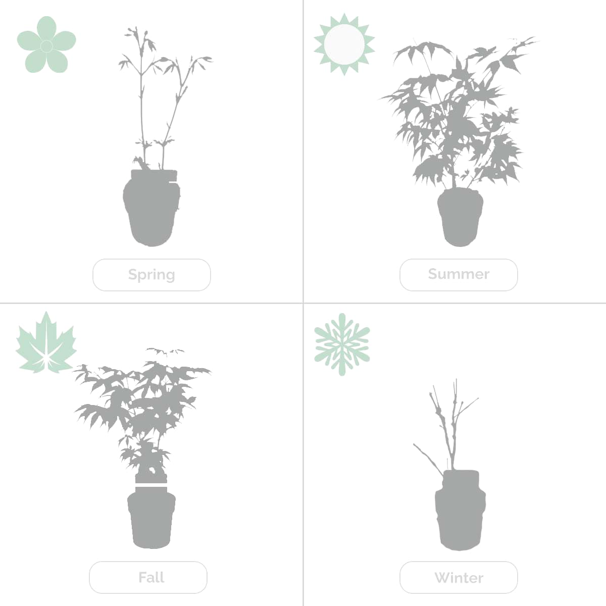 Bloomique - 2er-Set - Salix Flamingo - Harlekinweide - Winterharte Balkonpflanzen - Gartenpflanzen Winterhart - Höhe 60-80 cm - Topf 17 cm