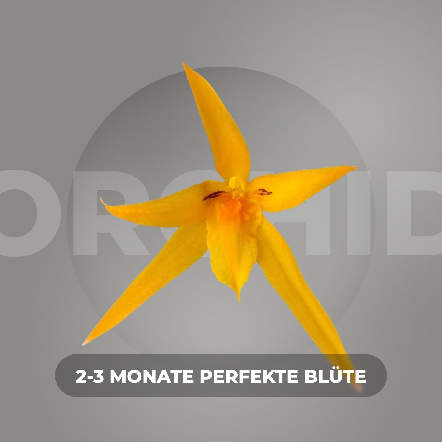 Orchideen Echte Pflanzen Brassia Anita - 2 große Zimmerpflanzen aus Holland - 30-40 cm hoch - mit Blüten und leicht duftend (Nicht künstlich, ohne Dünger und Topf, kein Samen, nicht winterhart)
