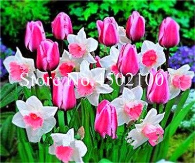 Fresca 120pcs SEME Doppio Narciso Fiore per la Semina rosa Bianca