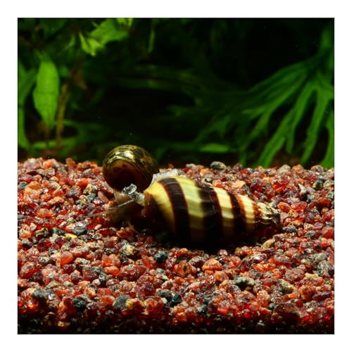 AQ4Aquaristik 5 x Raubschnecke, Clea Helena, Schneckenfresser, Anentome