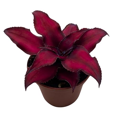 BubbleBlooms Cryptanthus Bivittatus in a 2 inch Pot Earth Star Bromeliad, Tiny Mini Pixie Plant, Dark Red