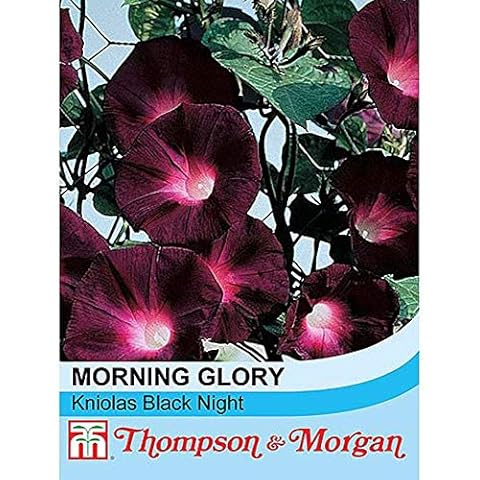 Thompson & Morgan Kniolas Black Night Morning Glory Seeds Cover