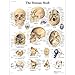 Produktbild 3B Scientific Lehrtafel The Human Skull Der menschliche Schädel, unlaminated