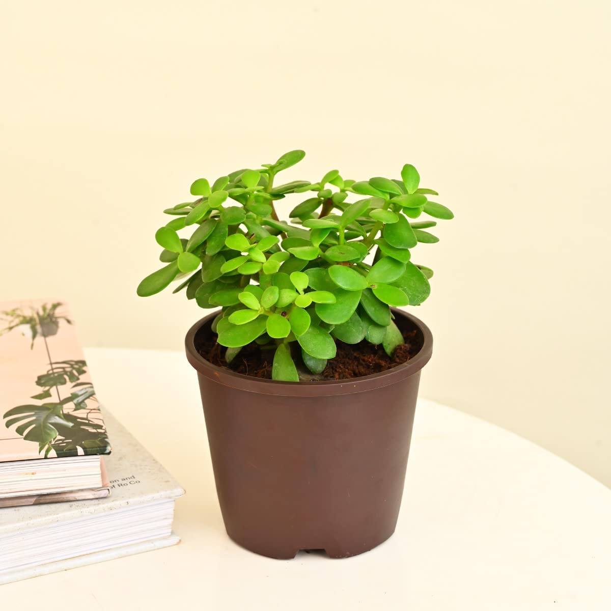 UGANIO Jade Mini Live Plant with Pot