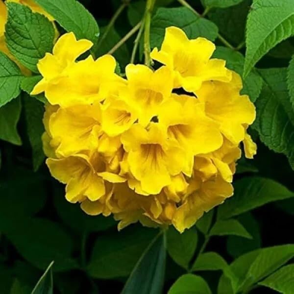 Image of Tecoma Yellow Bell Live Plant with Pot a€ inch Pack of 1 | Bright Flowering Shrub for Home Garden | Outdoor Decorative Yellow Flower Plant