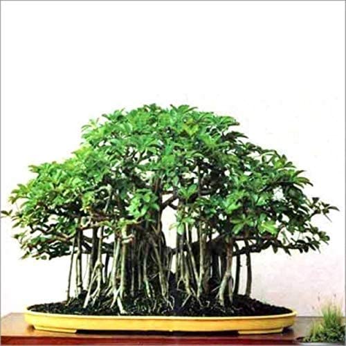 guru24hour Enterprises Beautiful Banyan Bonsai Tree Live Plant