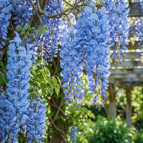 Blue Wisteria Live Plant 2.5 Pot Easy Care Flowering Vine Decorative Climbing Plant for Home Landscapes and Trellises